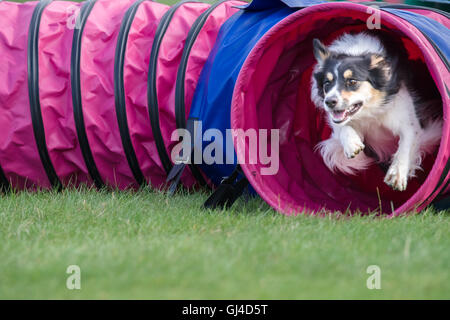 Rockingham Castle, Northamptonshire, UK. 13. August 2016. Ein energetischer Hund behandelt eines der Hindernisse bei der internationalen Hund Agility-Wettbewerb in Rockingham Castle am Samstag, 13. august 2016. Bildnachweis: Vermischtes/Alamy Live News Stockfoto