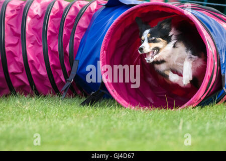 Rockingham Castle, Northamptonshire, UK. 13. August 2016. Ein energetischer Hund behandelt eines der Hindernisse bei der internationalen Hund Agility-Wettbewerb in Rockingham Castle am Samstag, 13. august 2016. Bildnachweis: Vermischtes/Alamy Live News Stockfoto