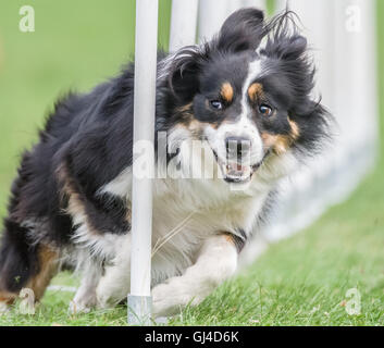 Rockingham Castle, Northamptonshire, UK. 13. August 2016. Ein energetischer Hund behandelt eines der Hindernisse bei der internationalen Hund Agility-Wettbewerb in Rockingham Castle am Samstag, 13. august 2016. Bildnachweis: Vermischtes/Alamy Live News Stockfoto