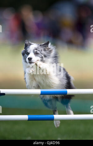 Rockingham Castle, Northamptonshire, UK. 13. August 2016. Ein energetischer Hund behandelt eines der Hindernisse bei der internationalen Hund Agility-Wettbewerb in Rockingham Castle am Samstag, 13. august 2016. Bildnachweis: Vermischtes/Alamy Live News Stockfoto