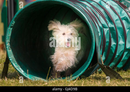 Rockingham Castle, Northamptonshire, UK. 13. August 2016. Ein energetischer Hund behandelt eines der Hindernisse bei der internationalen Hund Agility-Wettbewerb in Rockingham Castle am Samstag, 13. august 2016. Bildnachweis: Vermischtes/Alamy Live News Stockfoto