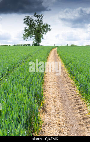 Weg durch ein Feld von jungen Weizen im Frühjahr. Weg verschwindet zum Horizont Stockfoto