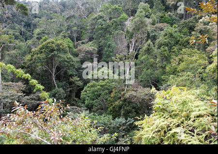 Tree Tops Ansicht Madagaskar Stockfoto