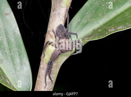 Huntsman Spinne Sparassidae Madagaskar Stockfoto