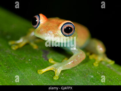 Green hell Eyed Frog Boophis Viridis Madagaskar Stockfoto