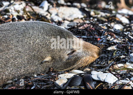 Nahaufnahme von einem der Leiter der New Zealand Seebär (Arctocephalus Forsteri) schlafen am Ufer Stockfoto