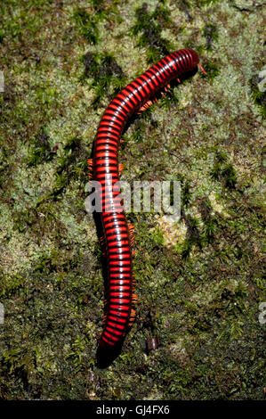 Riesige Feuer Tausendfüßler Aphistogoniulus Corallipes Madagaskar Stockfoto
