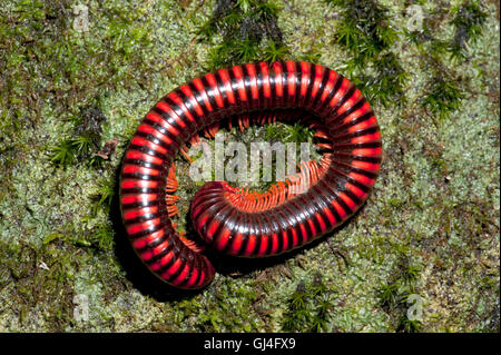 Riesige Feuer Tausendfüßler Aphistogoniulus Corallipes Madagaskar Stockfoto