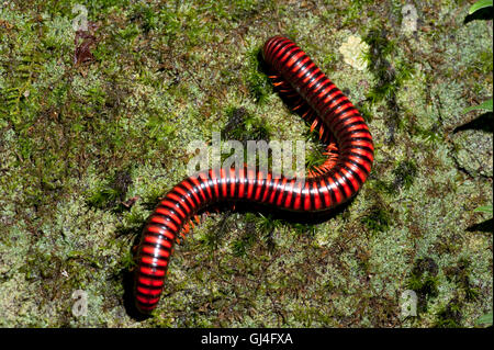Riesige Feuer Tausendfüßler Aphistogoniulus Corallipes Madagaskar Stockfoto