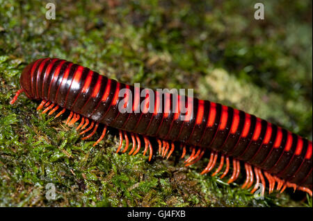 Riesige Feuer Tausendfüßler Aphistogoniulus Corallipes Madagaskar Stockfoto