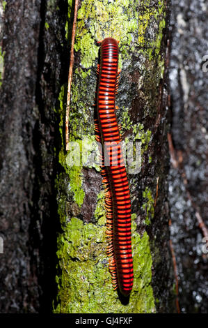Riesige Feuer Tausendfüßler Aphistogoniulus Corallipes Madagaskar Stockfoto