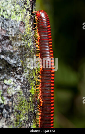 Riesige Feuer Tausendfüßler Aphistogoniulus Corallipes Madagaskar Stockfoto