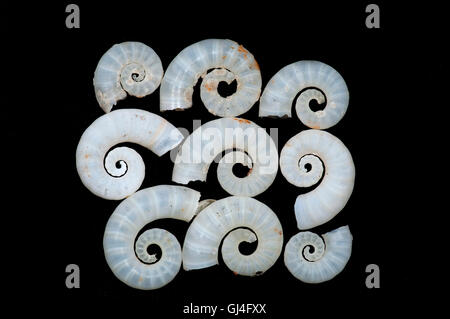 Rams Horn Shell Spirula Spirula Madagaskar Stockfoto