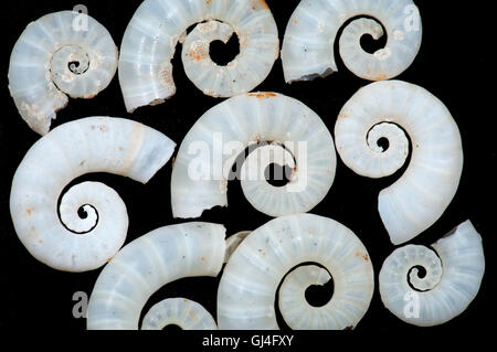 Rams Horn Shell Spirula Spirula Madagaskar Stockfoto