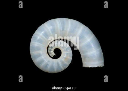 Rams Horn Shell Spirula Spirula Madagaskar Stockfoto