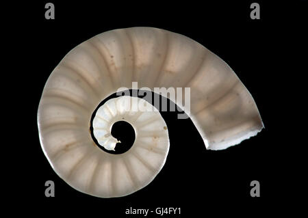 Rams Horn Shell Spirula Spirula Madagaskar Stockfoto