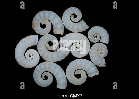 Rams Horn Shell Spirula Spirula Madagaskar Stockfoto