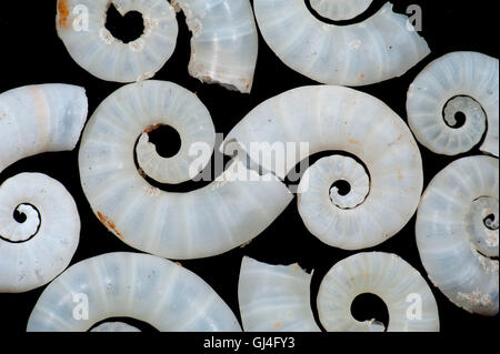 Rams Horn Shell Spirula Spirula Madagaskar Stockfoto