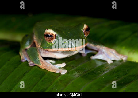 Weiße Lippen Bright Eyed Frog Boophis albilabris Stockfoto