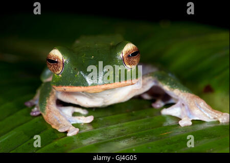 Weiße Lippen Bright Eyed Frog Boophis albilabris Stockfoto