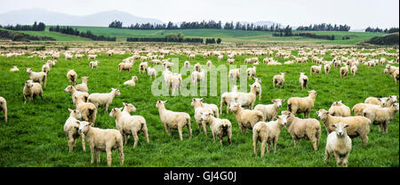 Großen Schafherde neu geschoren auf grünen üppigen Weide Stockfoto