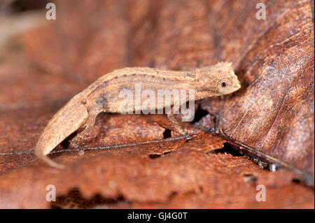 Pygmäen oder Zwerg Chamäleon Brookesia Peyrierasi Madagaskar Stockfoto