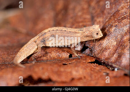 Pygmäen oder Zwerg Chamäleon Brookesia Peyrierasi Madagaskar Stockfoto