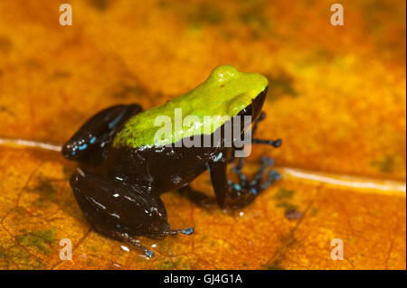 Mantella Frog Mantella Laevigata Madagaskar Stockfoto