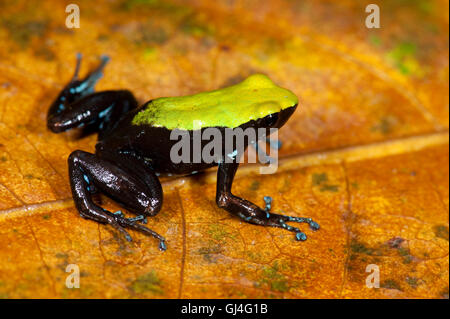 Mantella Frog Mantella Laevigata Madagaskar Stockfoto