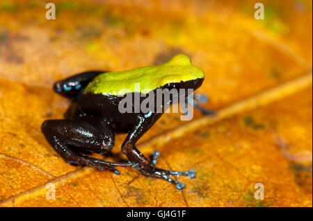 Mantella Frog Mantella Laevigata Madagaskar Stockfoto