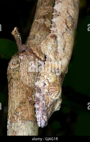 Blatt-Tailed Gecko Uroplatus Fimbriatus Madagaskar Stockfoto