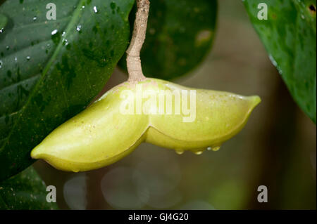 Samen von Pachypodium Madagaskar Stockfoto