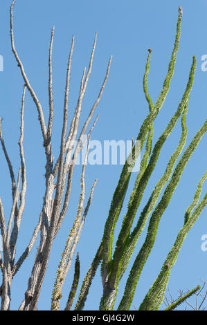 Octopus Tree Didierea Madagascariensis Madagaskar Stockfoto