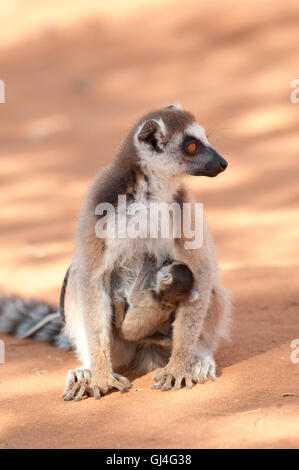 Ring-Tailed Lemur Lemur Catta Madagaskar Stockfoto