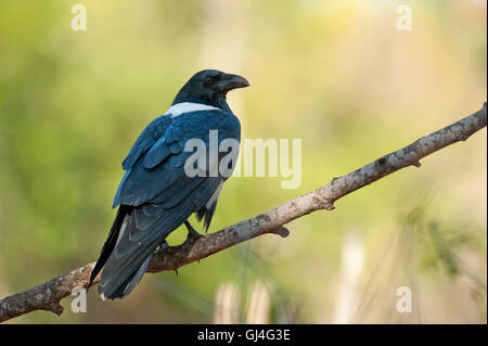 Trauerschnäpper Krähe Corvus Albus Madagaskar Stockfoto