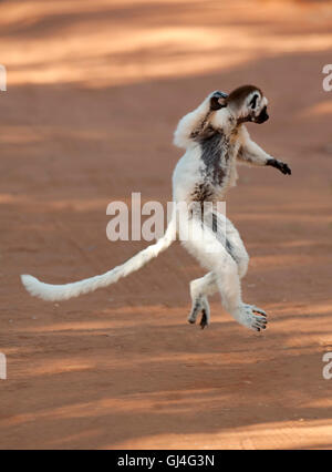 Verreaux Sifaka Propithecus Verreauxi Madagaskar Stockfoto