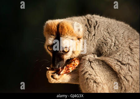 Rot-konfrontierte braune Lemur Eulemur Rufus Madagaskar Stockfoto