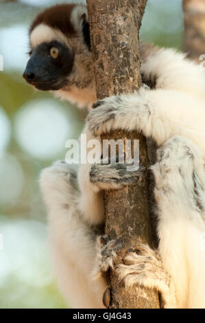 Verreaux Sifaka Propithecus Verreauxi Madagaskar Stockfoto