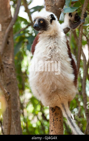 Coquerel Sifaka Propithecus Coquereli Madagaskar Stockfoto