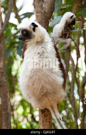 Coquerel Sifaka Propithecus Coquereli Madagaskar Stockfoto