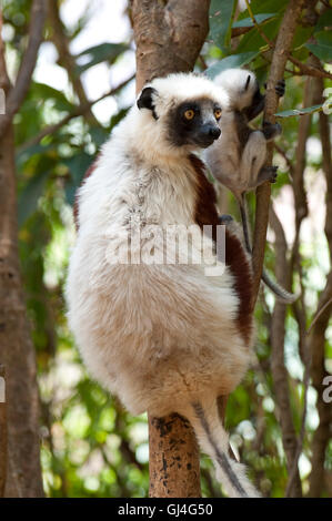 Coquerel Sifaka Propithecus Coquereli Madagaskar Stockfoto