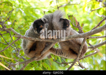 Gemeinsamen braune Lemur Eulemur Fulvus Madagaskar Stockfoto