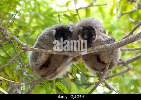 Gemeinsamen braune Lemur Eulemur Fulvus Madagaskar Stockfoto