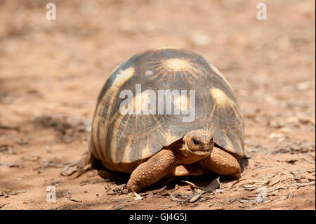 Abgestrahlte Schildkröte Geochelone Radiata Madagaskar Stockfoto