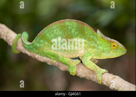 Parsons Chamäleon Calumma Parsonii Madagaskar Stockfoto