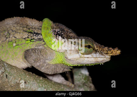 Kurze gehörnten Chamäleon Calumma Brevicornis Madagaskar Stockfoto