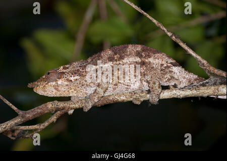 Kurze gehörnten Chamäleon (Calumma Brevicorne Madagaskar Stockfoto