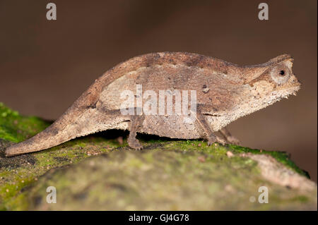 Braun Blatt Chamäleon Brookesia Superciliaris Madagaskar Stockfoto