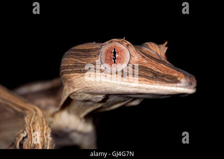 Liniertes Blatt Tailed Gecko Uroplatus Lineatus Madagaskar Stockfoto