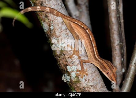 Liniertes Blatt Tailed Gecko Uroplatus Lineatus Madagaskar Stockfoto